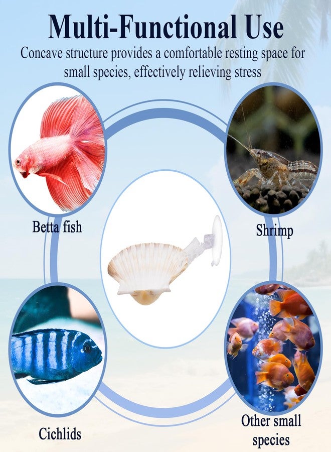 Niuohoy 5 Pcs Betta Fish Bed Shell Hammock Betta Resting Spot with Suction Cups Natural Shell Hideouts & Spawning Grounds for Betta, Shrimp, Cichlid, Small Fish Tank Decorations - Image 4